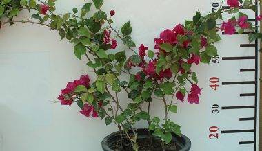 Bougainvillea Spectabilis"Red" 80-100cm