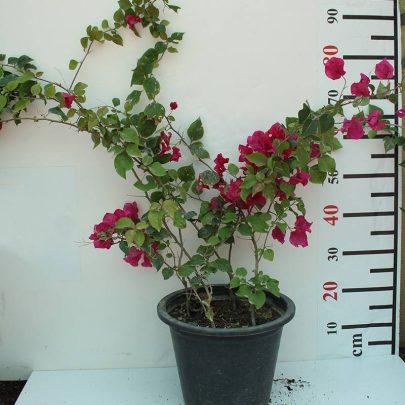 Bougainvillea Spectabilis"Red" 80-100cm