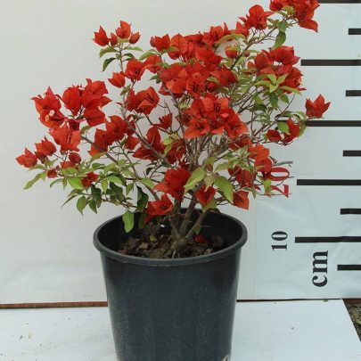 Bougainvillea Tomato Red" 80-100cm