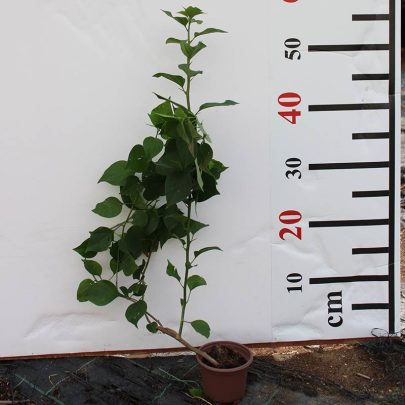Bougainvillea Spectabilis"Red" 25-30cm
