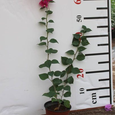 Bougainvillea Spectabilis"Red" 40-50cm
