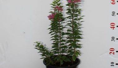 Bougainvillea 'Pink Pixie' 50-60cm