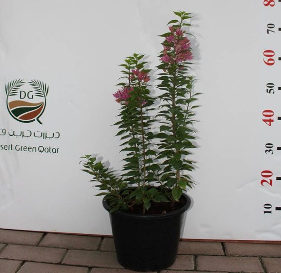 Bougainvillea 'Pink Pixie' 50-60cm - Image 3