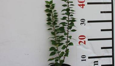 Bougainvillea 'Pink Pixie' 40-50cm