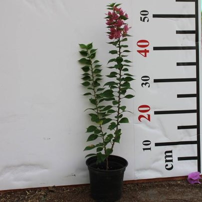 Bougainvillea 'Pink Pixie' 40-50cm
