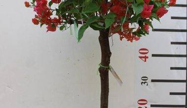 Bougainvillea 1 Head 60-70cm Ht