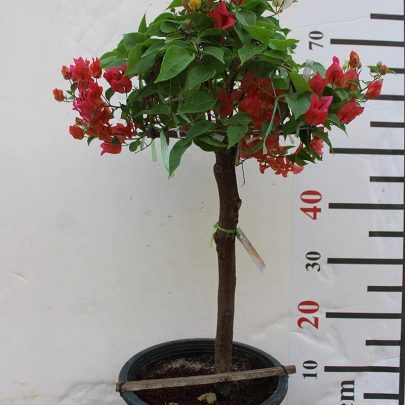 Bougainvillea 1 Head 60-70cm Ht