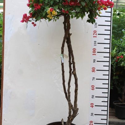 Bougainvillea Umbrella Shape 1.5cm Ht, 50cm Dia