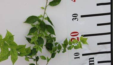 Bougainvillea'Singapore Pink' 15-20cm