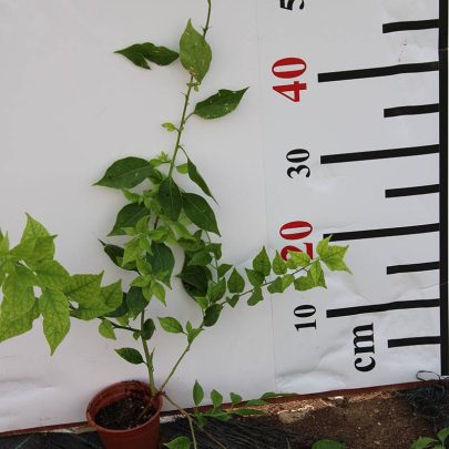 Bougainvillea'Singapore Pink' 15-20cm