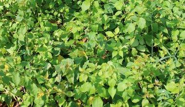 Bougainvillea "yellow" 20-30cm