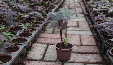 Ipomoea batata 10-15cm