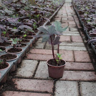 Ipomoea batata 10-15cm