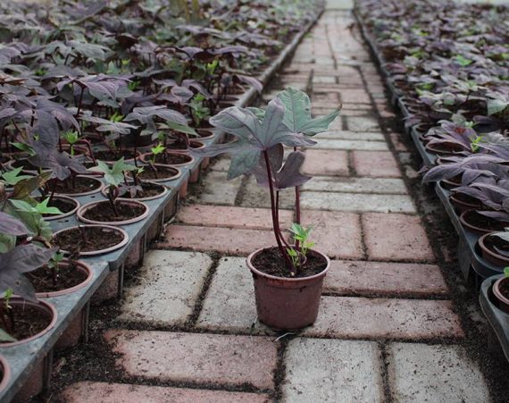 Ipomoea batata 10-15cm