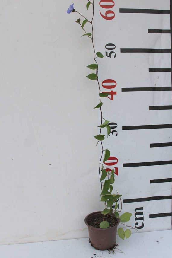 Jacquemontia marathi 20-25cm