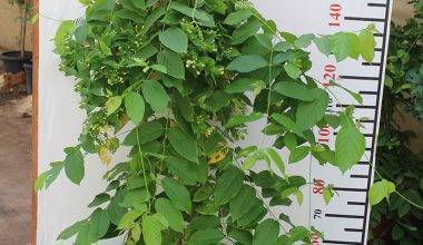 Quisqualis indica 1.8m