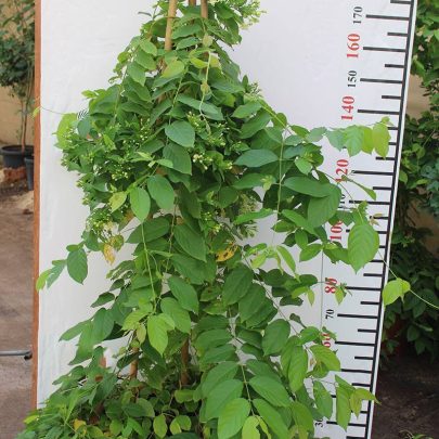 Quisqualis indica 1.8m