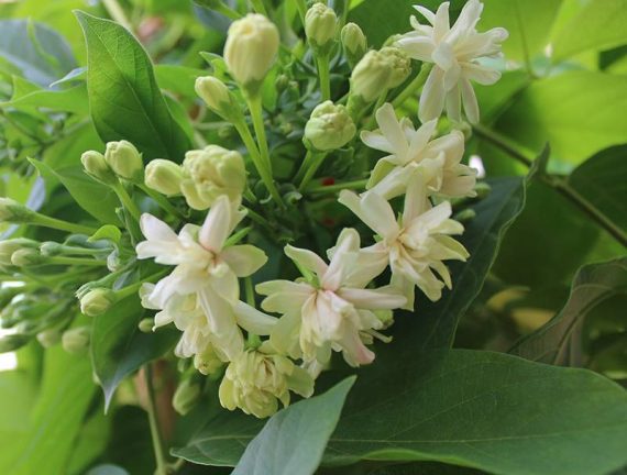 Quisqualis indica 1.8m - Image 2