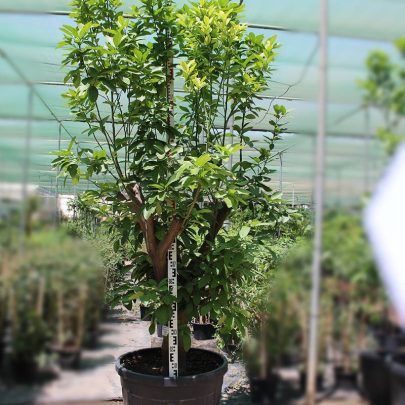 Citrus Lemon " Turkey " (50 - 60cm Girth, 250Ltr Pot)