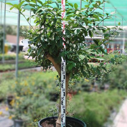 Citrus Lemon " Turkey " ( 25-30cm Girth, 55 Ltr Pot )