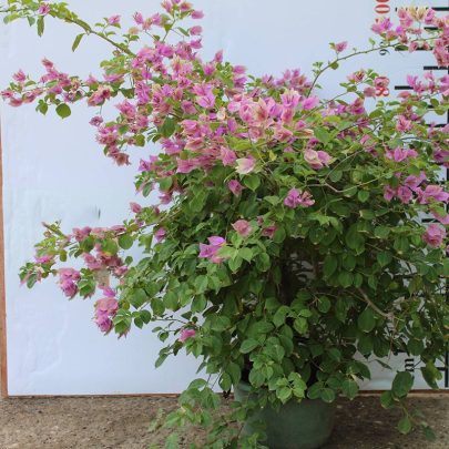 Bougainvillea "1Head" China 60-70cm