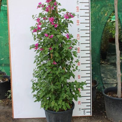 Bougainvillea Cone Shape 1.5-1.8m
