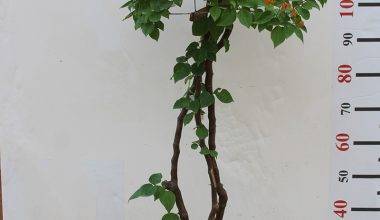 Bougainvillea Umbrella Shape 120cm Ht, 30cm Dia