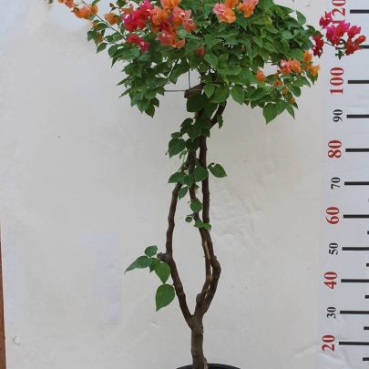 Bougainvillea Umbrella Shape 100cm Ht, 30cm Dia
