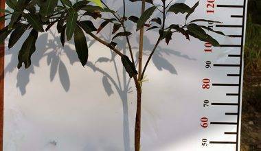 Mangifera Indica (Totapuri) (1.8-2.0m Ht)