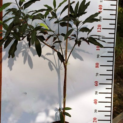 Mangifera Indica (Totapuri) (1.8-2.0m Ht)