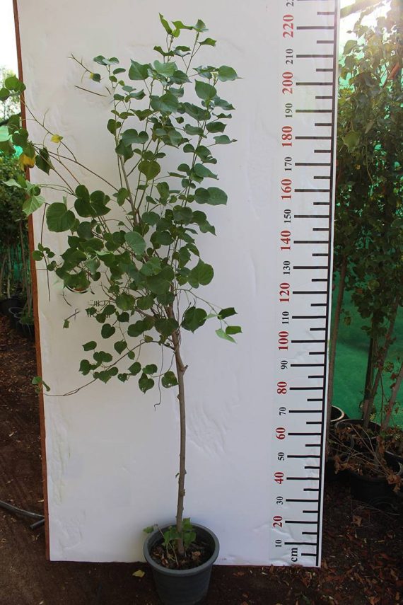 Hibiscus tiliaceus (1.5-2m H)
