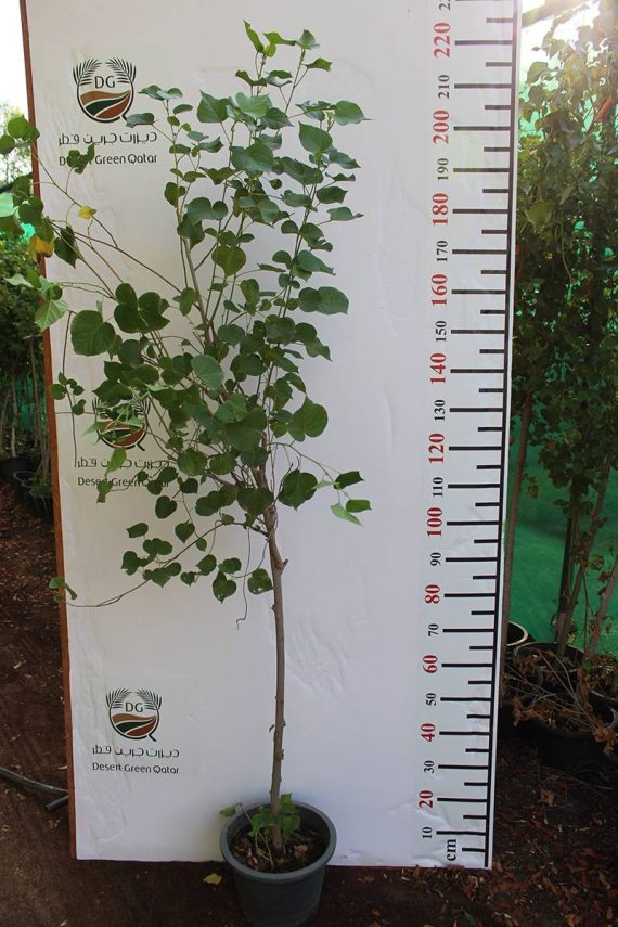 Hibiscus tiliaceus (1.5-2m H) - Image 2