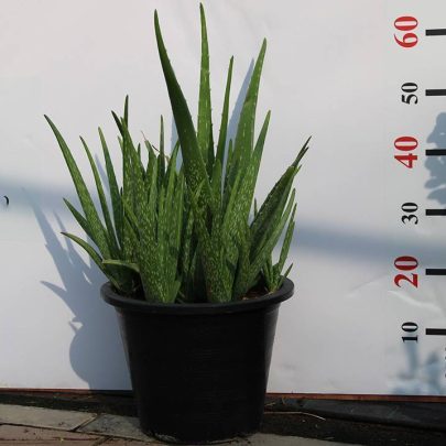 Aloe vera 20-30cm