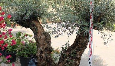 Olea Europaea Lechin Mediano