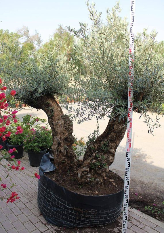 Olea Europaea Lechin Mediano