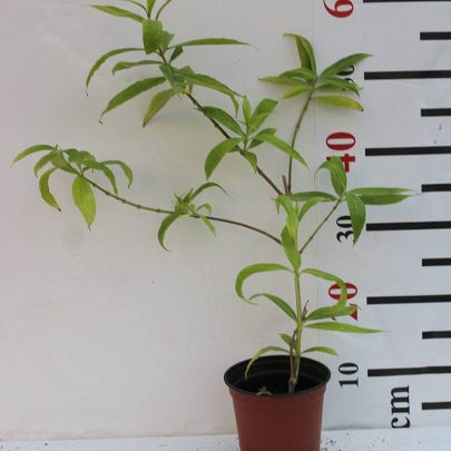 Allamanda catharitica 40-50cm