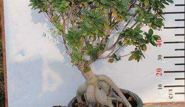 Ficus microcarpa " Bonsai " (1-1.2m ht)