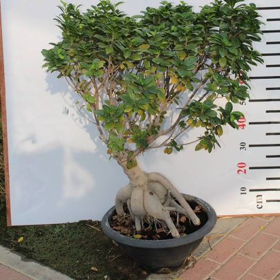 Ficus microcarpa " Bonsai " (1-1.2m ht)