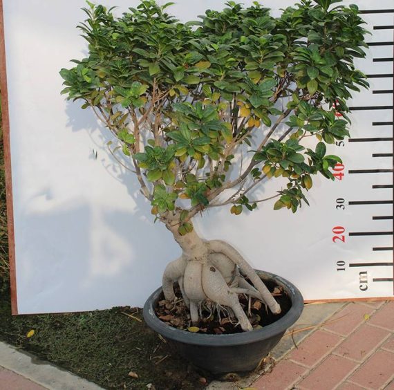 Ficus microcarpa " Bonsai " (1-1.2m ht)