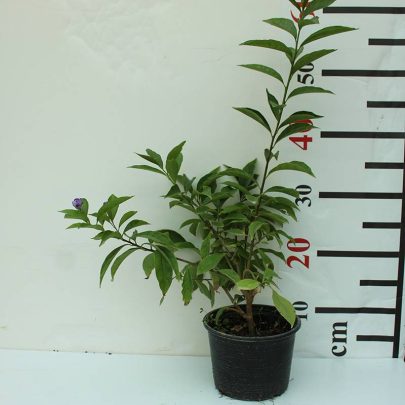 Brunfelsia latifolia 30-40cm