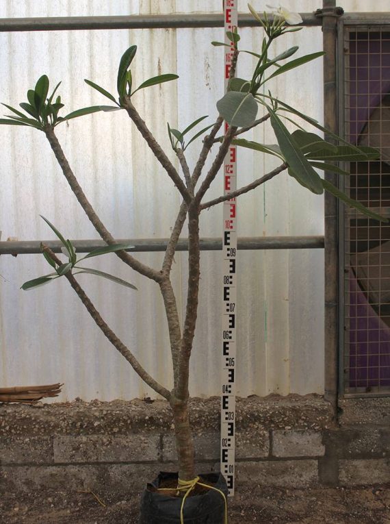 Plumeria obtusa (2.0m Height, 4-5cm dia) - Image 2