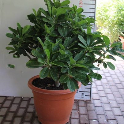 Plumeria Singapore Dwarf Pink ( 1.0 - 1.2m Height & Bushy )
