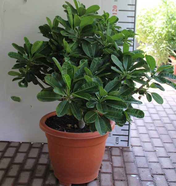 Plumeria Singapore Dwarf Pink ( 1.0 - 1.2m Height & Bushy )