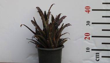 Crypanthus Zonatus 20-30cm