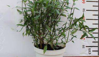 Ruellia ciliosa "purple''