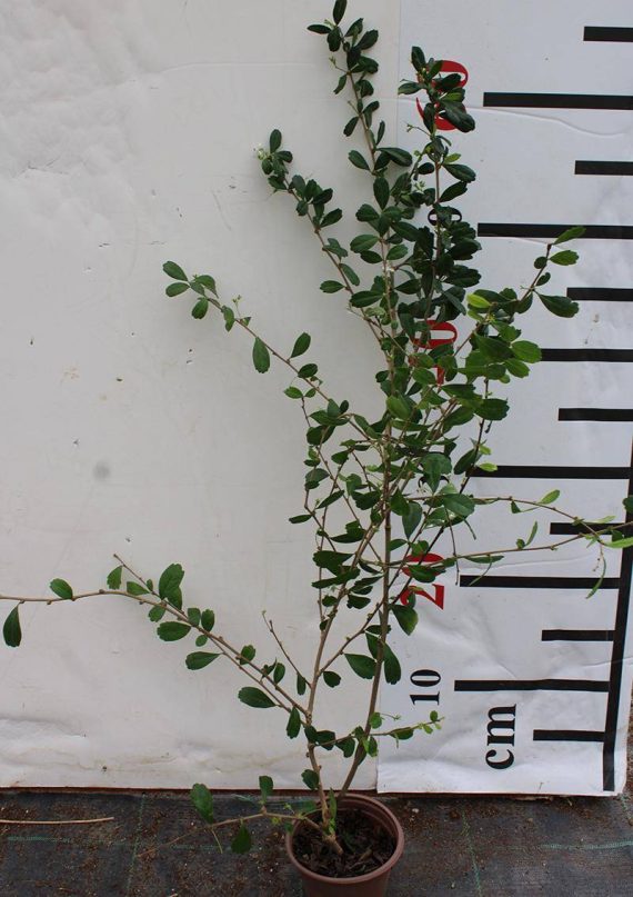Ehretia microphylla - Image 2