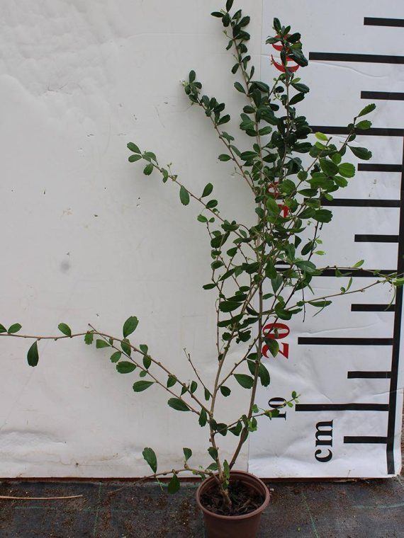Ehretia microphylla