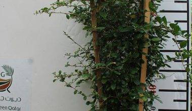 Ehretia microphylla ( Ball )