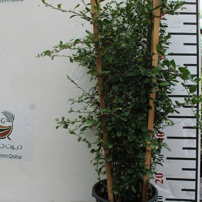 Ehretia microphylla ( Ball )