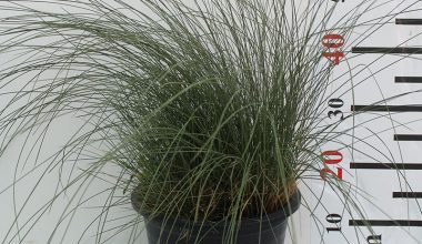 Muhlenbergia Cappilaris 60-70cm